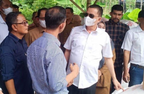 Ternak ayam petelur di Pulo Aceh, Aceh Besar