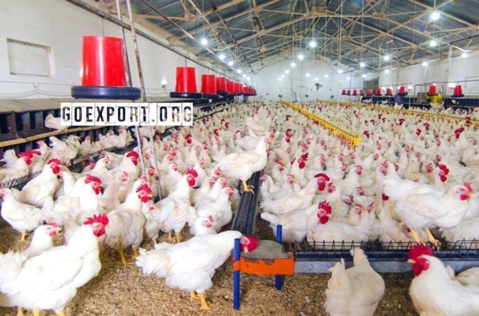 Dari Budidaya Ayam Pedaging, Petani Milenial NTT Sukses Raup Untung ... Budidaya ayam di Pesisir Utara, Pesisir Barat