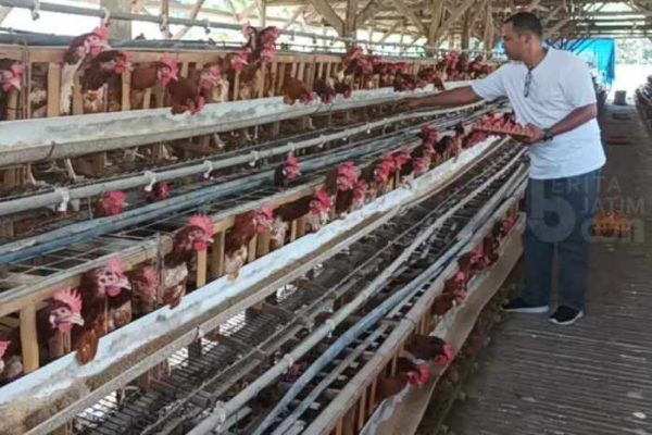 Ternak ayam petelur di Mentaya Hilir Utara, Kotawaringin Timur