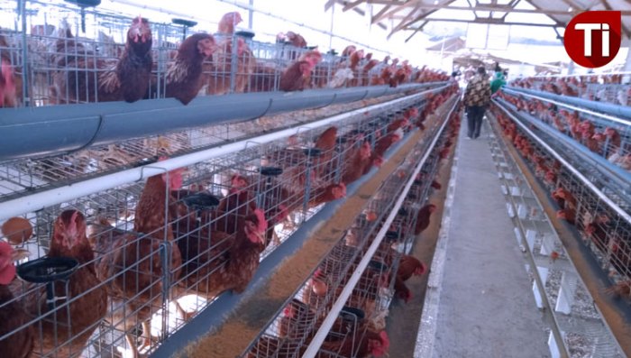 Alamat peternak ayam petelur di blitar Ternak ayam petelur di Sigi Kota, Sigi