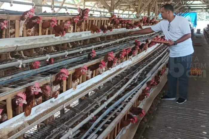 Ayam ternak di Pekalongan Utara, Kota Pekalongan