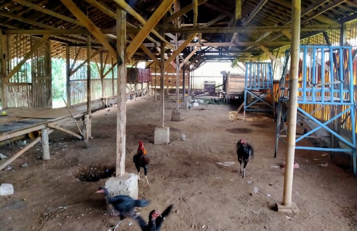 Tips Sukses Ternak Ayam Kampung, Temukan Rahasia Pakan Alami Para ... Tips Sukses Ternak Ayam Kampung, Temukan Rahasia Pakan Alami Para ...