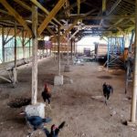 Peternakan ayam kampung di Klirong, Kebumen