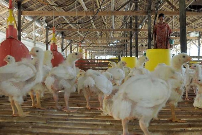 Peluang Usaha Peternakan Ayam Kampung - Ayam Kampung Banyuwangi Peternakan ayam kampung di Tingkir, Kota Salatiga