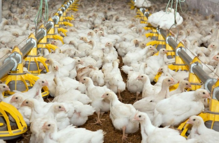 Em4 peternakan ayam di Pasaman, Kabupaten Pasaman Barat