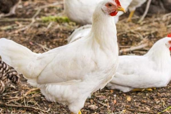 Em4 peternakan ayam di Serasan Timur, Natuna