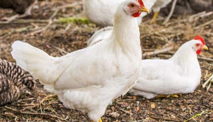 Em4 peternakan ayam di Serasan Timur, Natuna