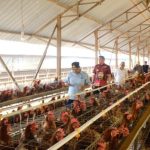 Ternak ayam petelur di Mambi, Mamasa