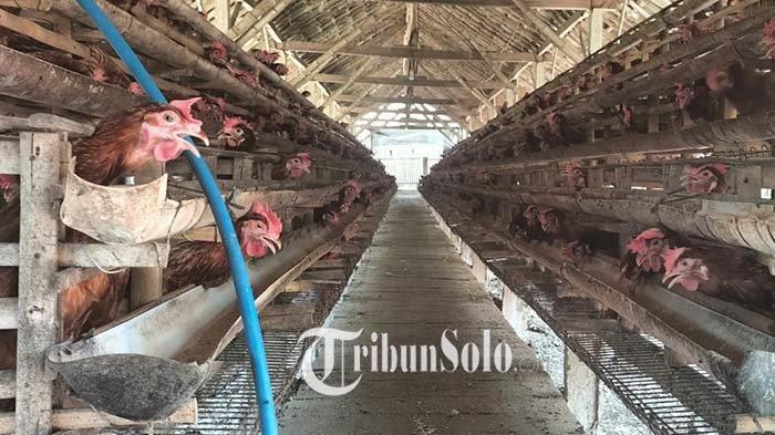Curhatan Peternak Ayam Petelur di Boyolali : 9 Bulan Babak Belur, Harga ...