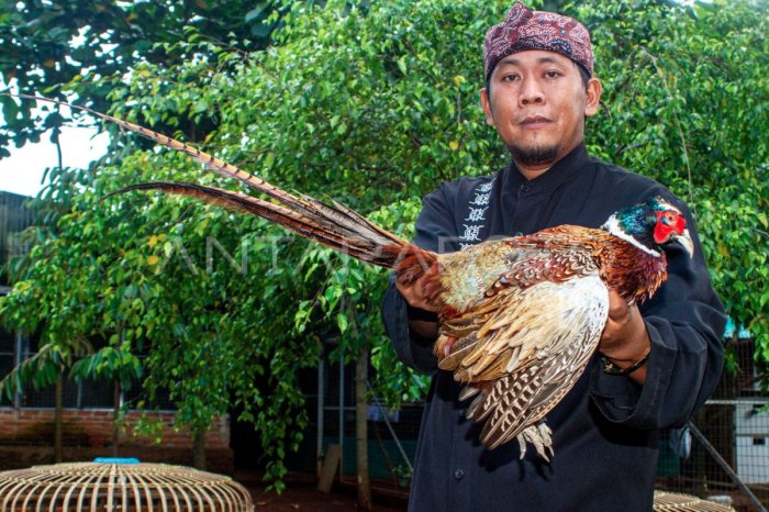 Ayam afkir di Cibatu, Purwakarta