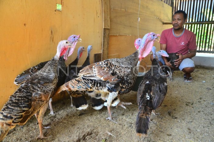 Budidaya ternak ayam di Petungkriyono, Pekalongan