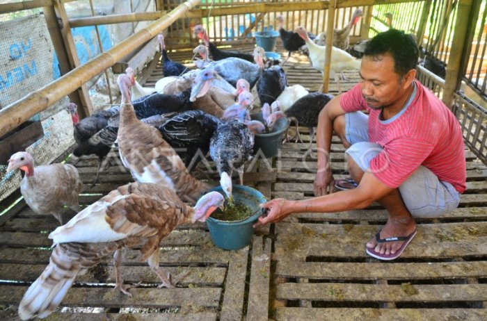 Industri ternakan ayam dijangka rugi RM200 juta sebulan - Kosmo Digital Industri ternakan ayam dijangka rugi RM200 juta sebulan - Kosmo Digital