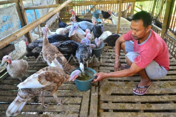 Budidaya ternak ayam di Kemalang, Klaten