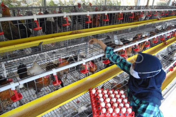 Usaha Budidaya ternak ayam petelur - Website Kalurahan JATIMULYO