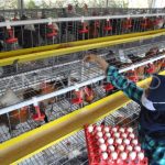 Peternakan ayam kampung di Sragi, Pekalongan