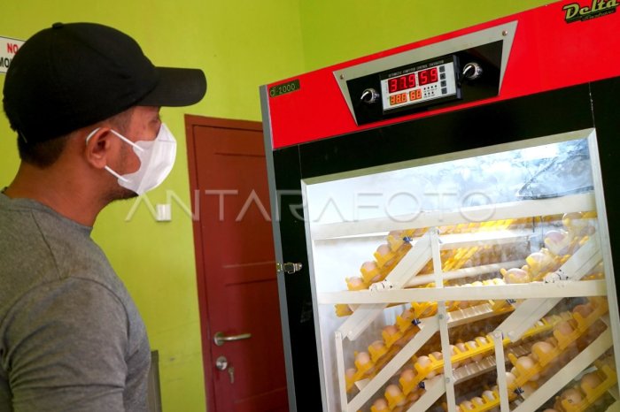 UPTD Balai Pembibitan Ternak Barut kembangkan ternak ayam petelur ... UPTD Balai Pembibitan Ternak Barut kembangkan ternak ayam petelur ...