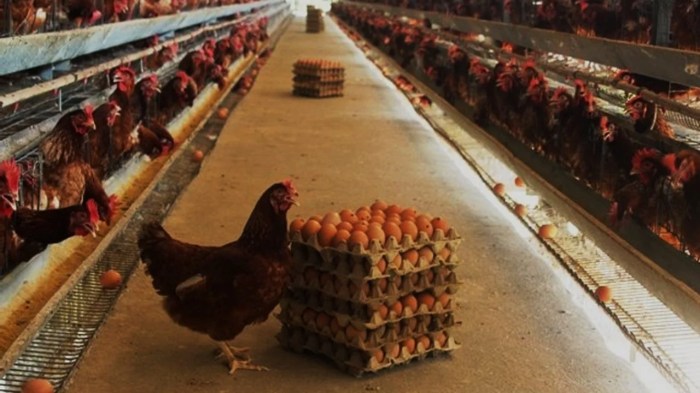 Usaha Ternak Ayam Petelur Agar Bisa Menguntungkan! Ternak ayam petelur di Unurum Guay, Kab. Jayapura