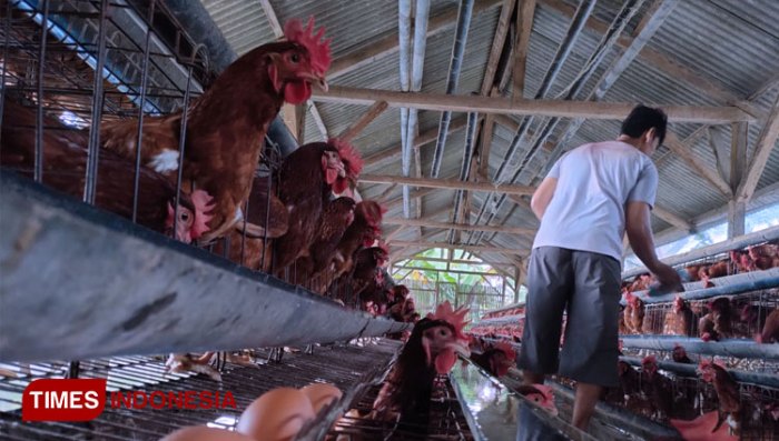 Jual Ayam petelur merah mulai bertelur | Shopee Indonesia Ayam merah petelur di Sukaresik, Tasikmalaya