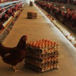 Ternak ayam petelur di Kamboneri, Kab. Tolikara