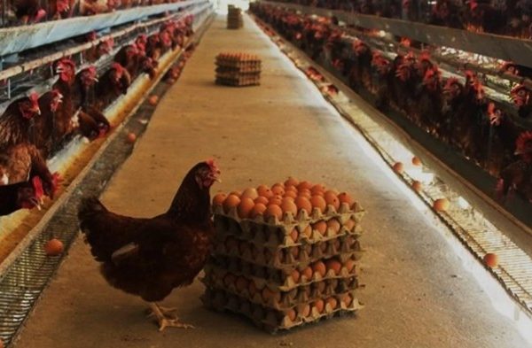 Ternak ayam petelur di Alla, Enrekang