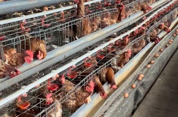 Jelang Malam Tahun Baru, Harga Ayam Potong di Pasar Induk Tanjung Selor ...