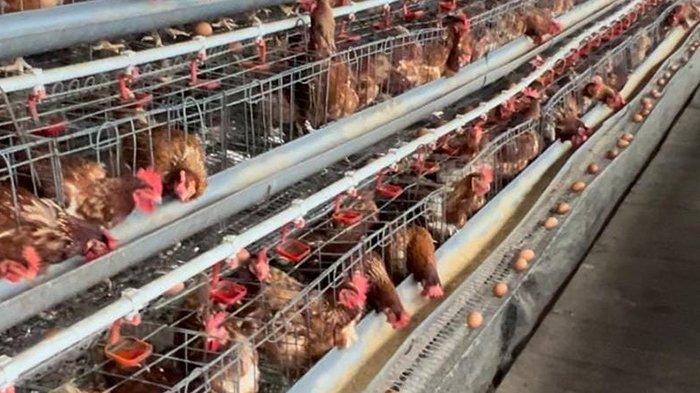 Jelang Malam Tahun Baru, Harga Ayam Potong di Pasar Induk Tanjung Selor ... Jelang Malam Tahun Baru, Harga Ayam Potong di Pasar Induk Tanjung Selor ...