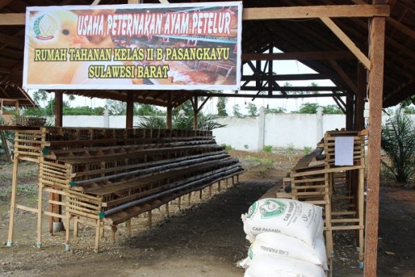 Ternak ayam petelur di Bambaira, Pasangkayu