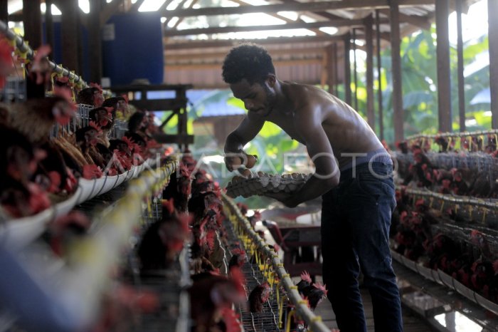 PETERNAKAN AYAM PETELUR DI JAYAPURA | ANTARA Foto