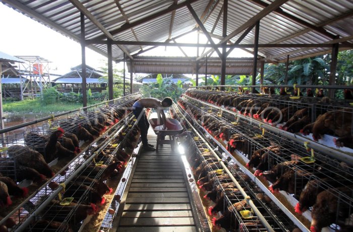 PETERNAKAN AYAM PETELUR DI JAYAPURA | ANTARA Foto Ternak ayam petelur di Lannyna, Kab. Lanny Jaya