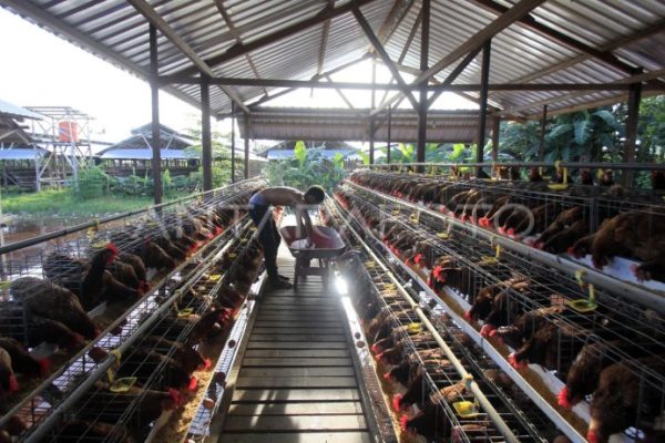 Ternak ayam petelur di Murkim, Kab. Pegunungan Bintang