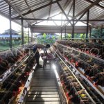 PETERNAKAN AYAM PETELUR DI JAYAPURA | ANTARA Foto