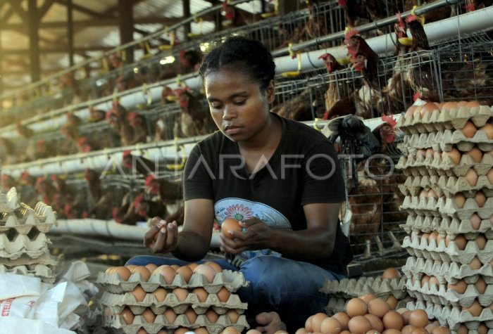 PETERNAKAN AYAM PETELUR DI JAYAPURA | ANTARA Foto Ternak ayam petelur di Musatfak, Kab. Jayawijaya