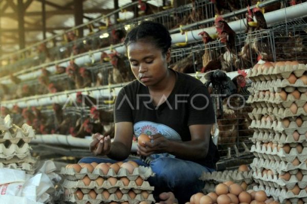 Ternak ayam petelur di Nuha, Luwu Timur