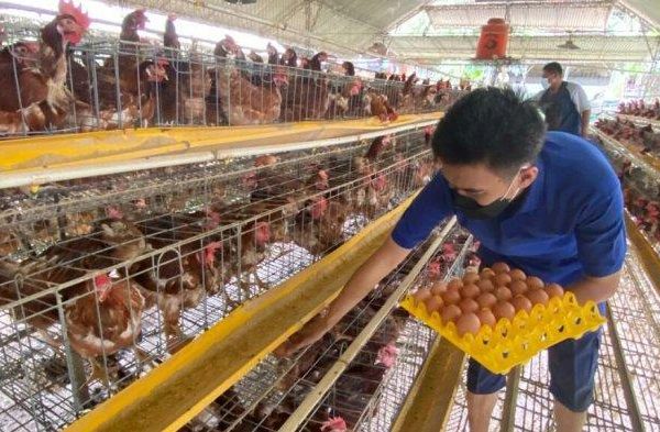 Peternakan ayam kampung di Tegal Selatan, Kota Tegal