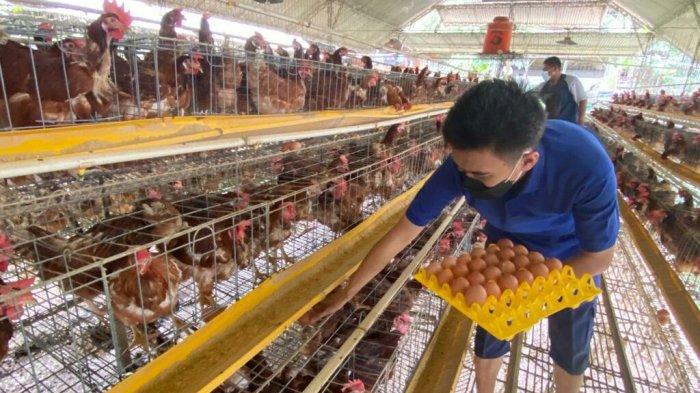 Peternakan ayam kampung di Tegal Selatan, Kota Tegal