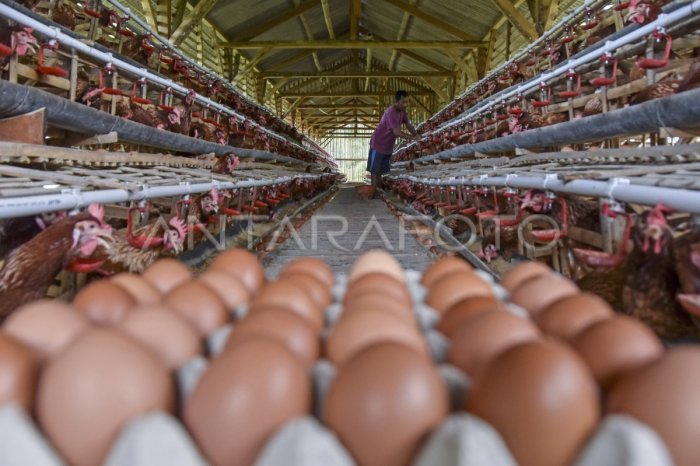 7 Cara Beternak Ayam Petelur bagi Pemula - Hot Liputan6.com 7 Cara Beternak Ayam Petelur bagi Pemula - Hot Liputan6.com