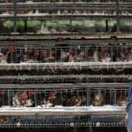 PETERNAKAN AYAM PETELUR | ANTARA Foto
