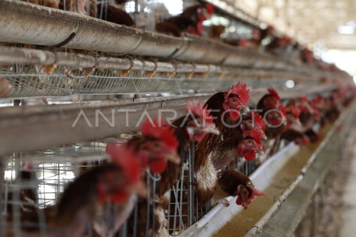 PETERNAKAN AYAM PETELUR | ANTARA Foto PETERNAKAN AYAM PETELUR | ANTARA Foto