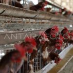 PETERNAKAN AYAM PETELUR | ANTARA Foto