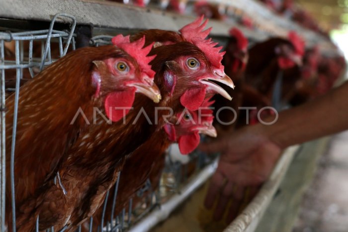 MINIMNYA PETERNAK AYAM PETELUR DI NTT | ANTARA Foto