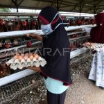 Foto : Mengenal Alat Perkembangbiakan Ayam Jantan dan Betina