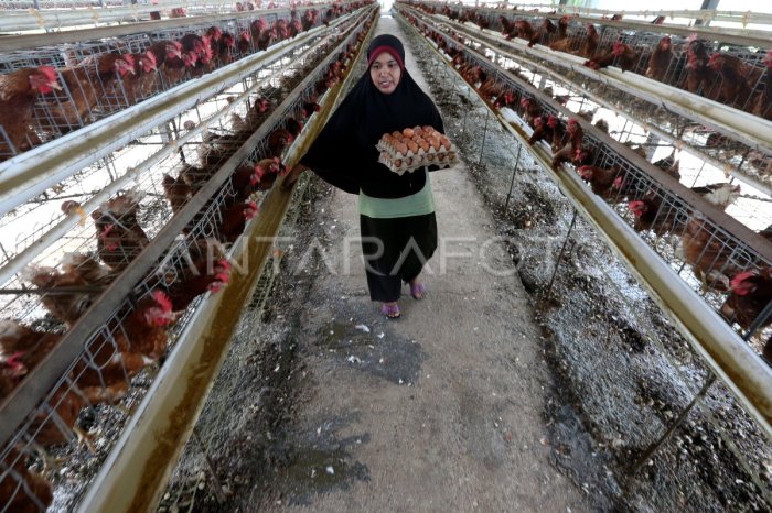 PETERNAKAN AYAM PETELUR | ANTARA Foto Ternak ayam petelur di Petasia, Morowali Utara