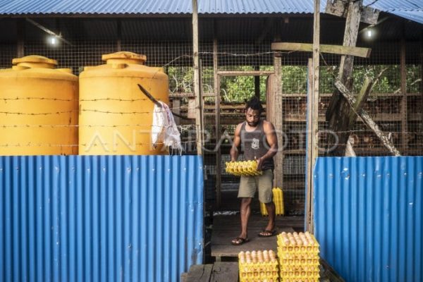 Ternak ayam petelur di Onembute, Konawe