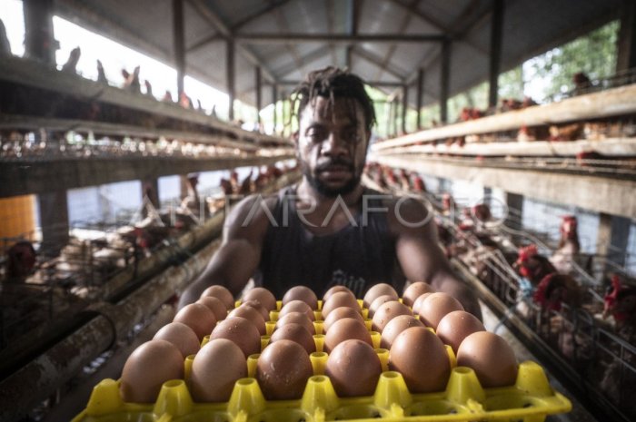 Peternakan ayam petelur untuk pemenuhan gizi masyarakat Asmat | ANTARA Foto Peternakan ayam petelur untuk pemenuhan gizi masyarakat Asmat | ANTARA Foto
