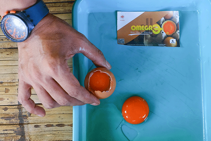 Melihat Peternakan Ayam Petelur Omega3 di Kabupaten Gowa Ternak ayam petelur di Somba Opu, Gowa