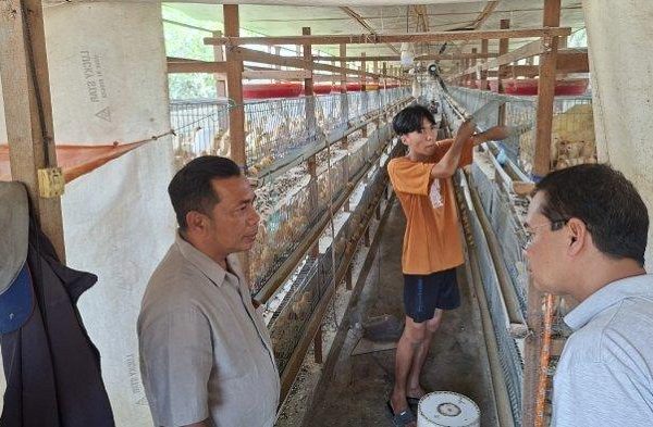 Ternak ayam petelur di Tamiang Hulu, Aceh Tamiang