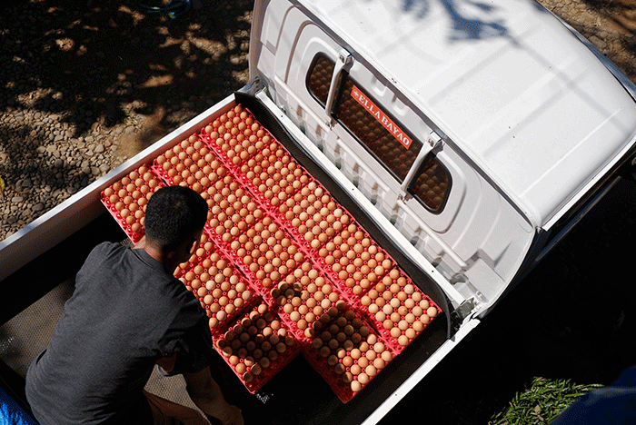 Melihat Peternakan Ayam Petelur Omega3 di Kabupaten Gowa Melihat Peternakan Ayam Petelur Omega3 di Kabupaten Gowa