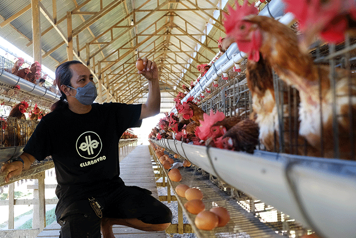 Harga Jagung Ugal-ugalan, 7.411 Ton Disalurlan pada Peternak Ayam di ... Ternak ayam petelur di Prafi, Kab. Manokwari