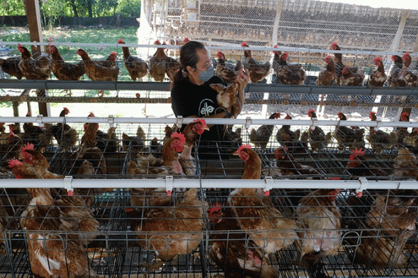 Melihat Peternakan Ayam Petelur Omega3 di Kabupaten Gowa