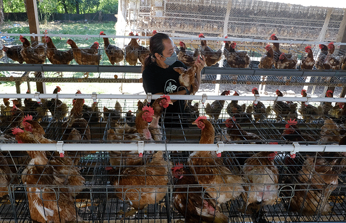 Melihat Peternakan Ayam Petelur Omega3 di Kabupaten Gowa